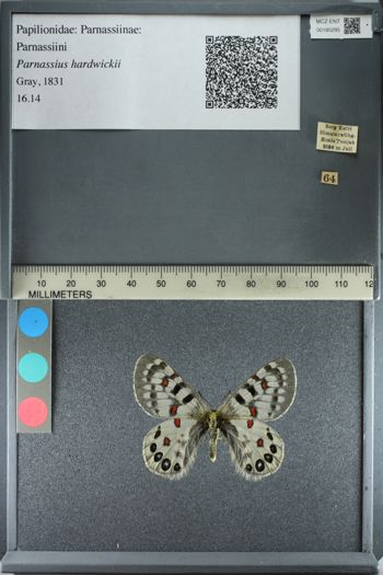 Media type: image;   Entomology 180295